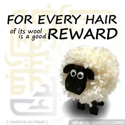 adha_sheep_hair_reward.jpg