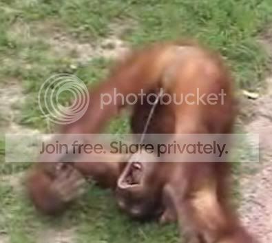 monkey1.jpg
