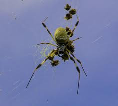 Pisang+Spider.jpeg