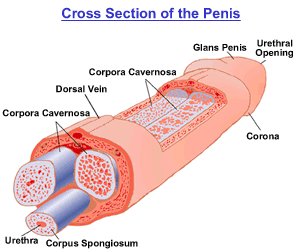 penis-diagram.gif