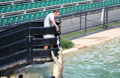 crocodiles_04.jpg