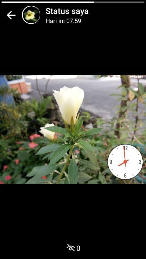 Bunga Pukul 8 Selain Cantik Ternyata Banyak Manfaatnya