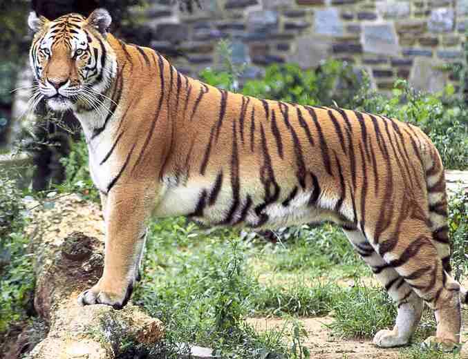 5 Hewan Yang Terancam Punah