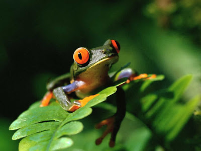 KATAK.gif