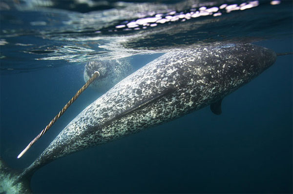 narwhal-in-the-water.jpg