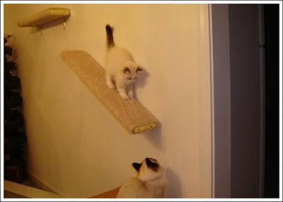 cat_walkways_35.jpg