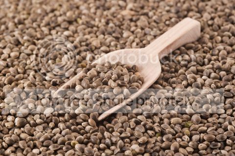 hempseed.jpg