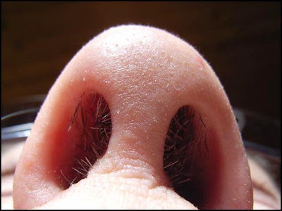 BULU+HIDUNG.jpg