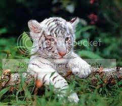 kucing.jpg