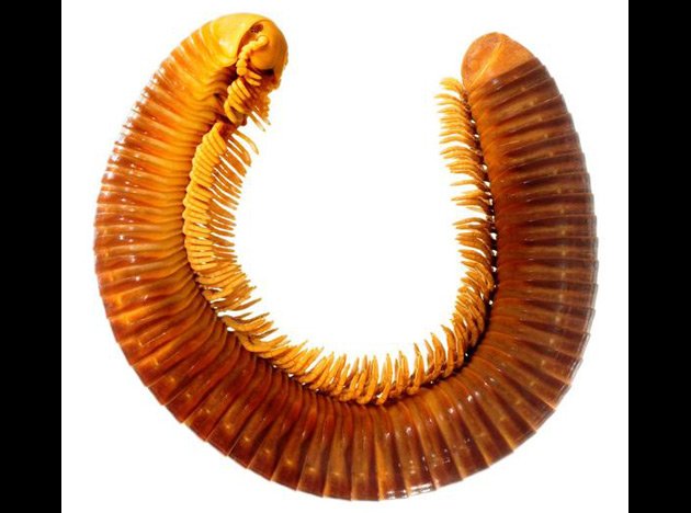 oBuYi.jpg