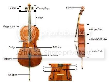 cellodetails.jpg