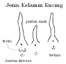 kelamin.jpg