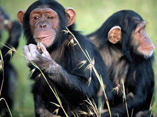a224_Monkey.jpg