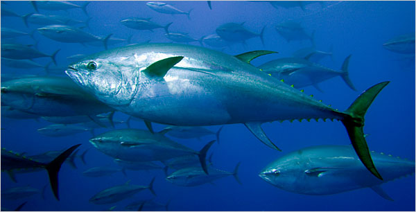 16tuna_600x306.jpg