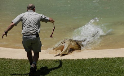 crocodiles_06.jpg