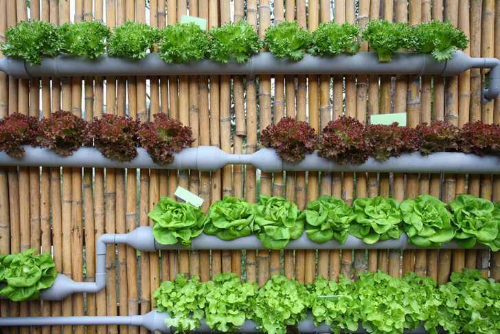 Serunya Berkebun Meski Di Lahan Terbatas