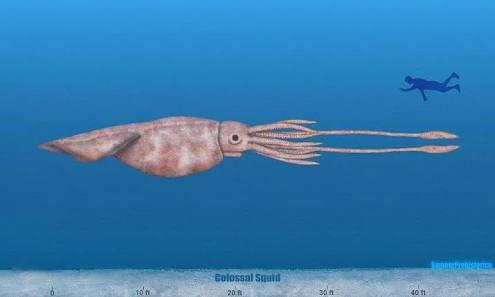 Top 20 Abnormally Large Animal That Really Exist