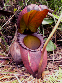 200px-Nepenthes_rajah.png