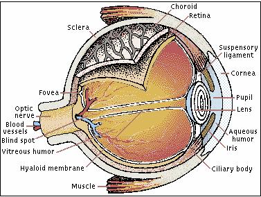 eye.jpg