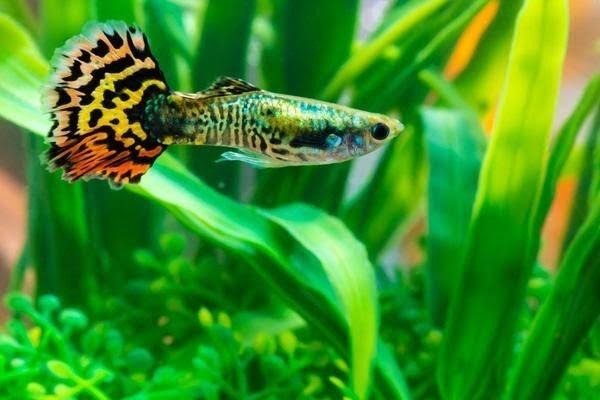 Hebat! Ikan Euryhaline Dapat Hidup Di Dua Air Yang Berbeda