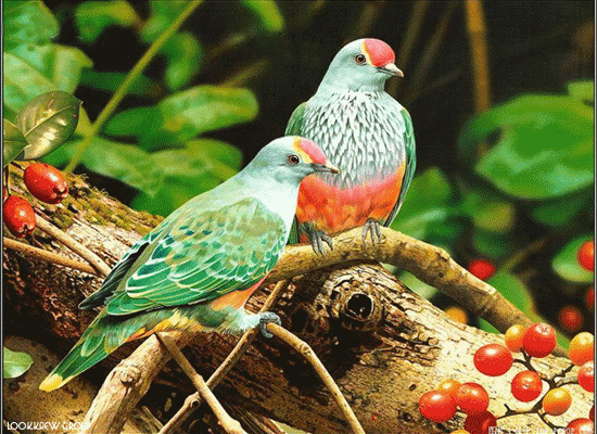 creativebird006.gif
