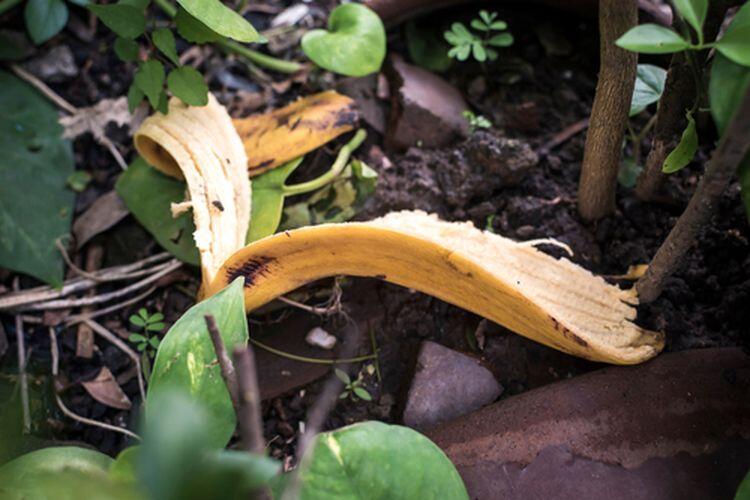 3 Manfaat dari Kulit pisang, Jangan di buang