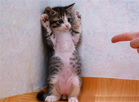 kucing.jpg