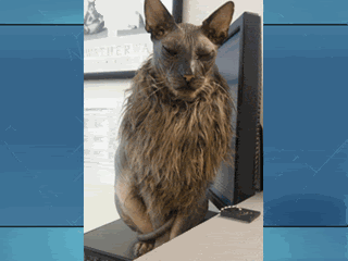 uglycat1.gif