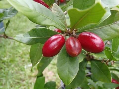 Miracle Fruit si Buah Ajaib yg Mampu Mengubah Rasa