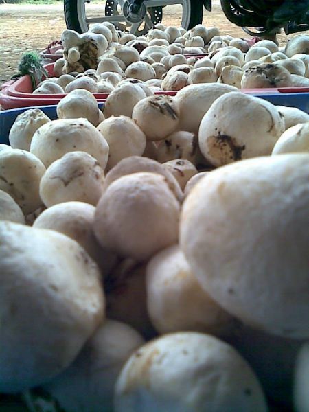 jamur6.jpg