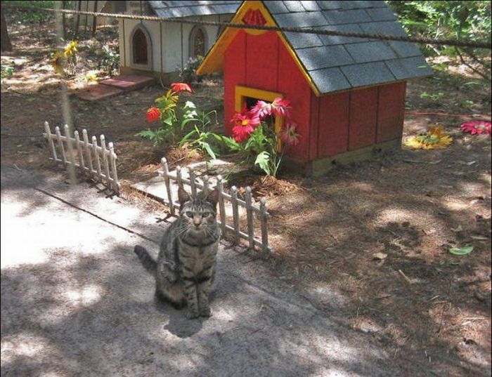 cat-city-25.jpg