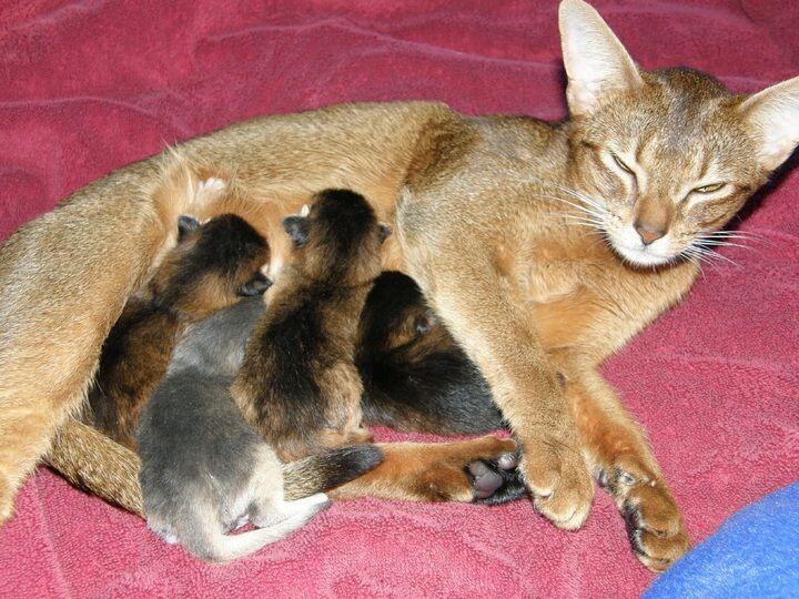 Seekor Kucing yg Memandang keluar Jendela