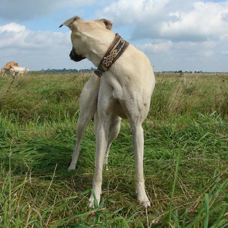 dogs009.jpg
