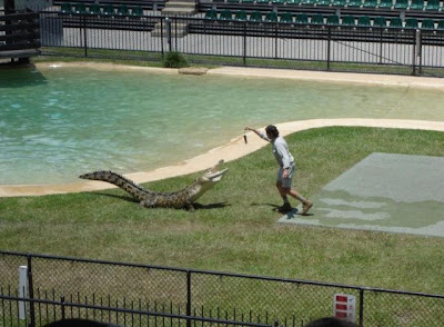 crocodiles_11.jpg