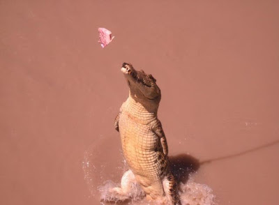 crocodiles_12.jpg