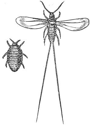 cochineal_drawing.jpg