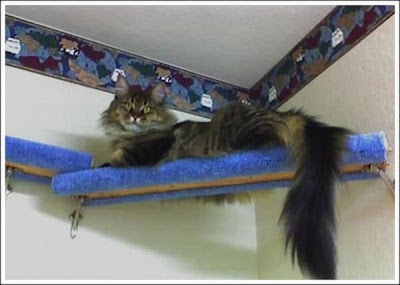 cat_walkways_11.jpg