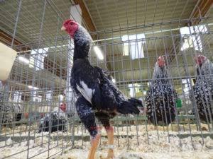 Ayam Gagah Dari Jepang Namanya Shamo