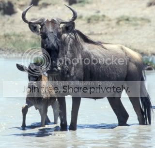 wildebeests_022206C29.jpg