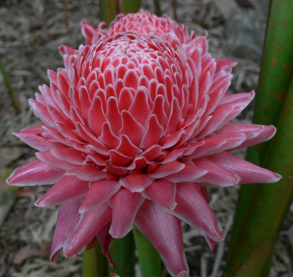 PinkTorchGinger1.jpg