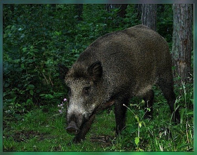 wild+boar.jpg