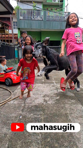 DETIK2 BOCIL DITABRAK ANJING GEDE GREAT DANE [HOT SLOW MOTION PULAK] 