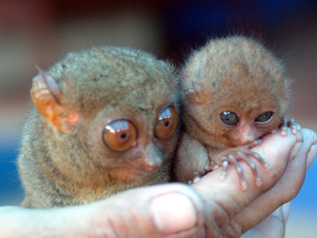 tarsier-philippines-09.jpg