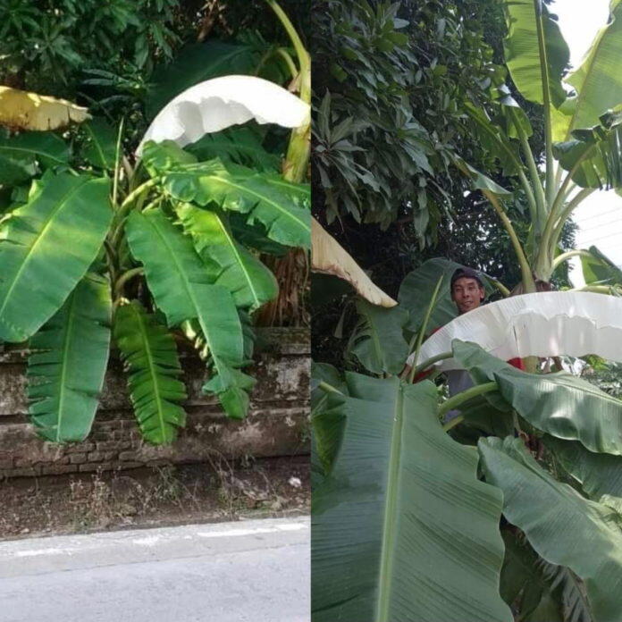 Daun Pisang Warna putih? Kok Bisa?