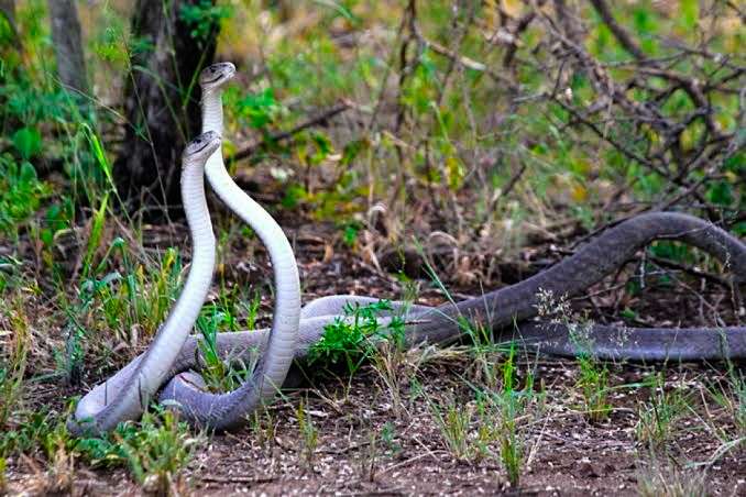 Bersyukur Ular Black Mamba Tidak Ramai Di Indonesia