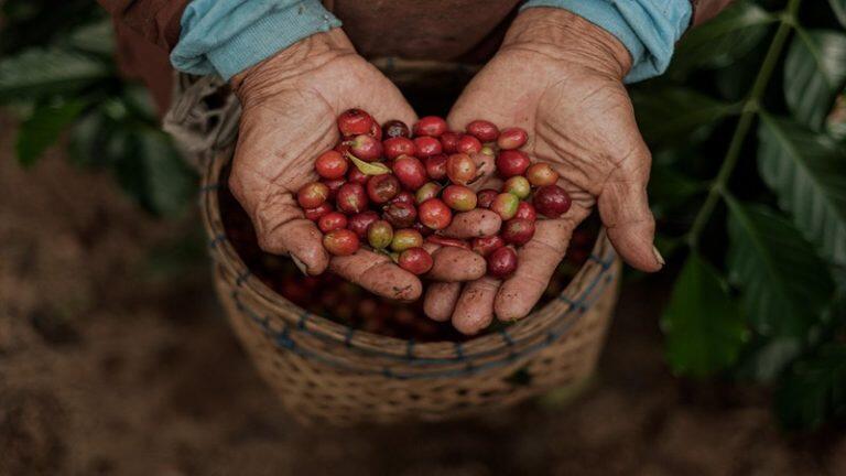 Asosiasi Eksportir & Industri Kopi Indonesia