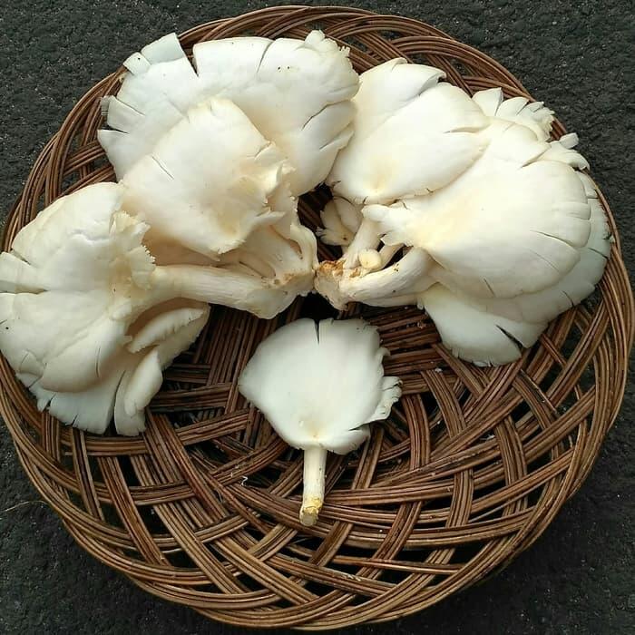 6 Jenis Jamur yg Dapat Dikonsumsi