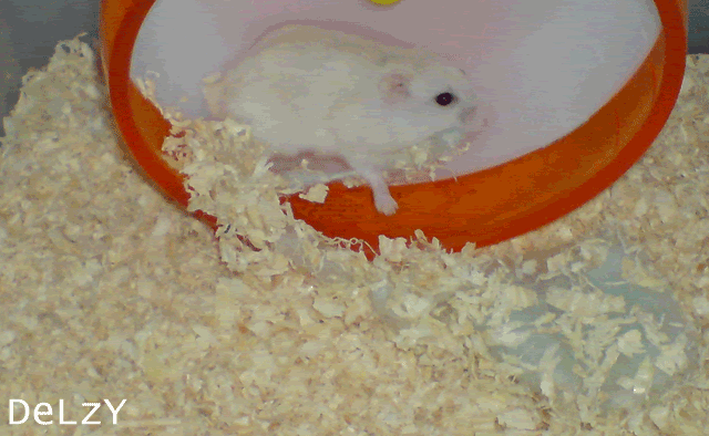 DSC01447.gif