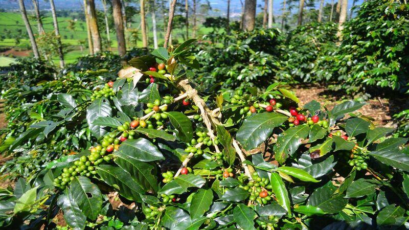 Yuk Kenalan dengan Varietas Kopi Catuai