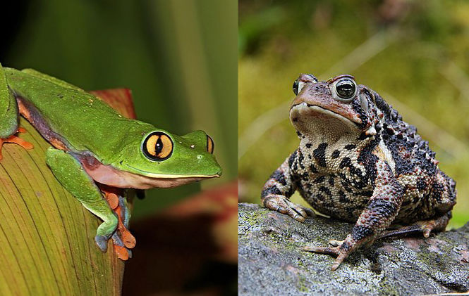  Katak & Kodok, Terlihat Serupa Tapi Berbeda